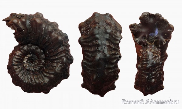 аммониты, юра, Kosmoceras, Дубки, Kosmoceratidae, Саратовская область, Ammonites, Jurassic