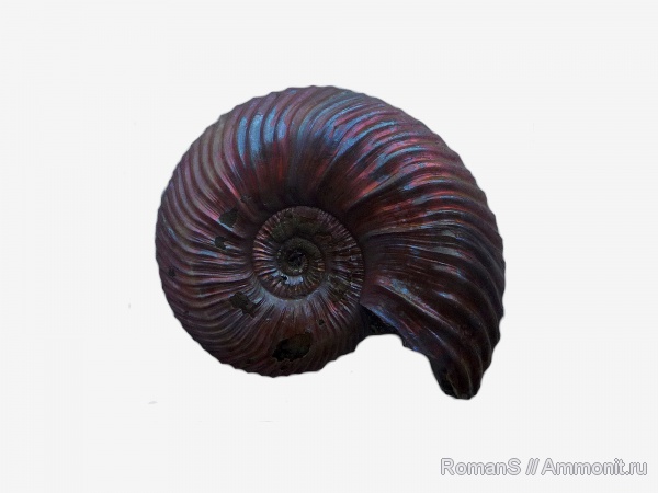 аммониты, юра, Quenstedtoceras, Quenstedtoceras lamberti, Дубки, Саратовская область, Cardioceratidae, Ammonites, Jurassic