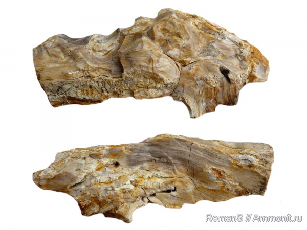 окаменевшее дерево, опализированная древесина