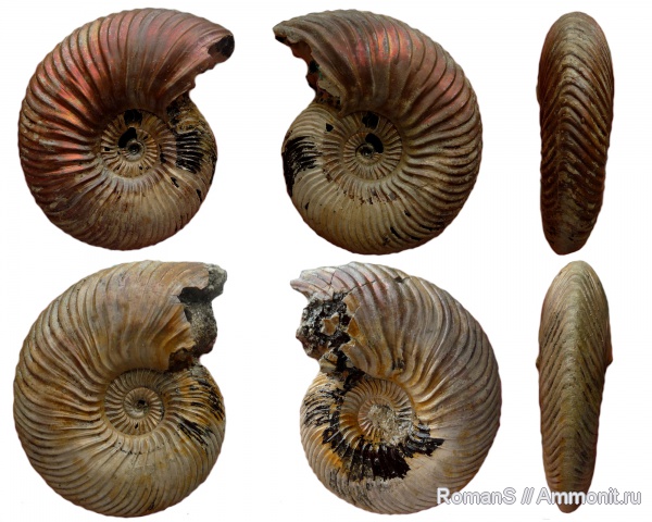 аммониты, юра, Quenstedtoceras, Дубки, прижизненные повреждения, Саратовская область, Cardioceratidae, Ammonites, Wrinkle layer, морщинистый слой, Jurassic