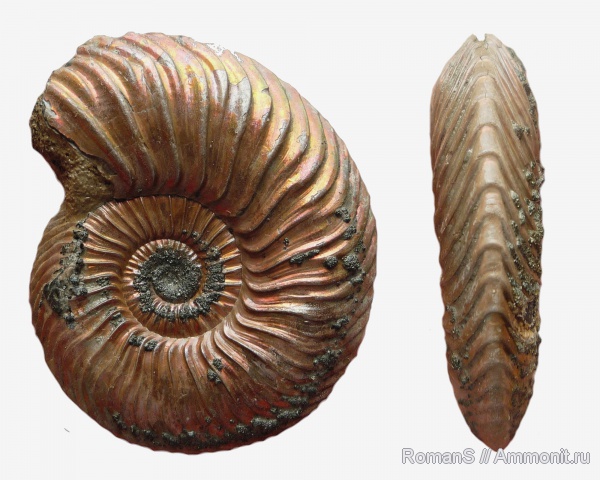 аммониты, юра, Quenstedtoceras, Дубки, Саратовская область, Cardioceratidae, Ammonites, Jurassic