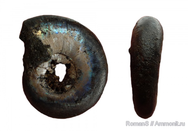 аммониты, юра, Kachpurites, устье, Ammonites, Kachpurites cheremkhensis, Volgian, Jurassic