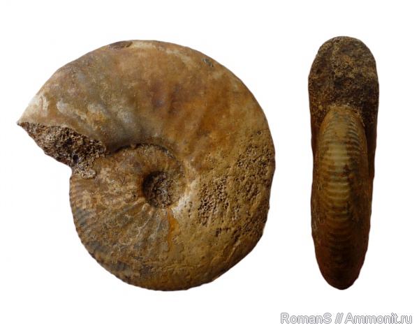 аммониты, юра, Kosmoceras, Kosmoceras enodatum, Ammonites, Jurassic