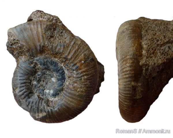 аммониты, юра, Elatmites, Ammonites, Jurassic