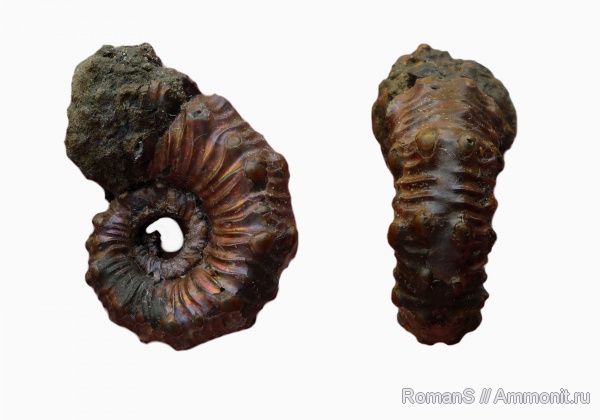 аммониты, юра, Kosmoceras, Дубки, Kosmoceratidae, Саратовская область, Ammonites, Jurassic