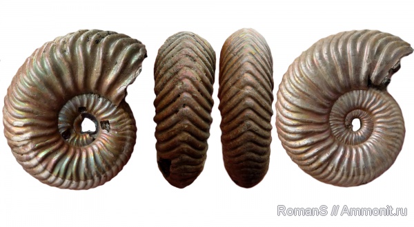 аммониты, юра, Дубки, Vertumniceras, Саратовская область, Vertumniceras angulatum, Ammonites, Jurassic