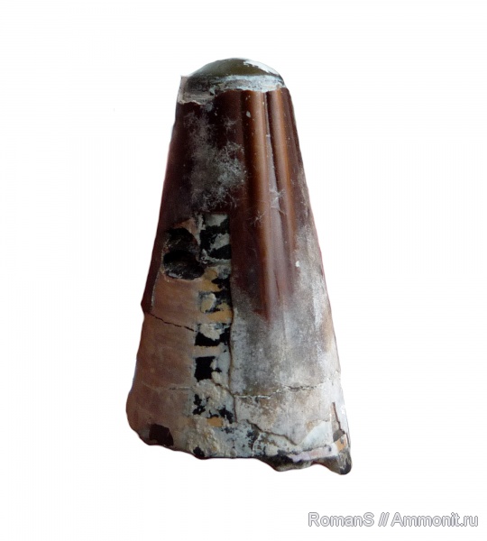 белемниты, юра, фрагмоконы, Дубки, Саратовская область, Acanthoteuthis, Jurassic, belemnites, phragmocones