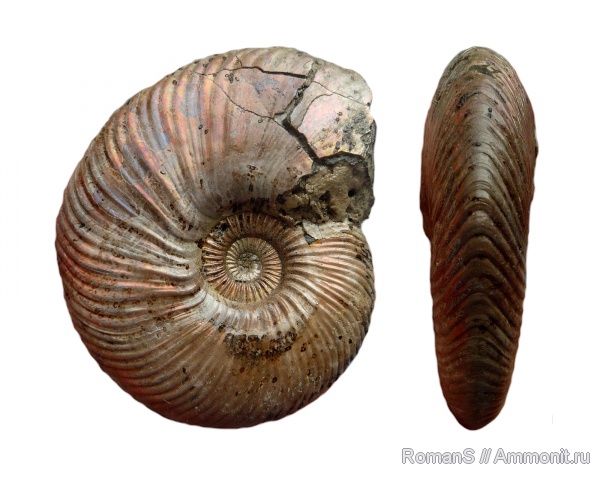 аммониты, юра, макроконхи, Quenstedtoceras, Quenstedtoceras lamberti, Дубки, Саратовская область, Cardioceratidae, Ammonites, Macroconchs, Jurassic