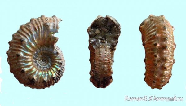 аммониты, юра, Kosmoceras, Дубки, Kosmoceratidae, Саратовская область, Ammonites, Kosmoceras spinosum, Jurassic