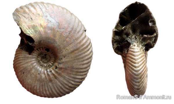 аммониты, юра, макроконхи, Quenstedtoceras, Дубки, Саратовская область, Cardioceratidae, Ammonites, Quenstedtoceras henrici, Macroconchs, Jurassic