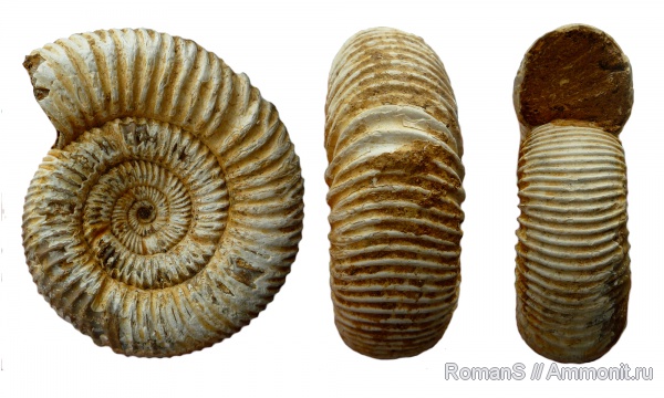 аммониты, Мадагаскар, Perisphinctes, Perisphinctidae, Ammonites, Kranaosphinctes