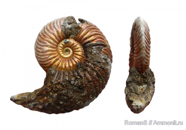 юра, Quenstedtoceras, Дубки, Саратовская область, Cardioceratidae, Jurassic