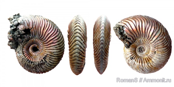 аммониты, юра, Quenstedtoceras, Quenstedtoceras lamberti, Дубки, Саратовская область, Cardioceratidae, Ammonites, морщинистый слой, Jurassic