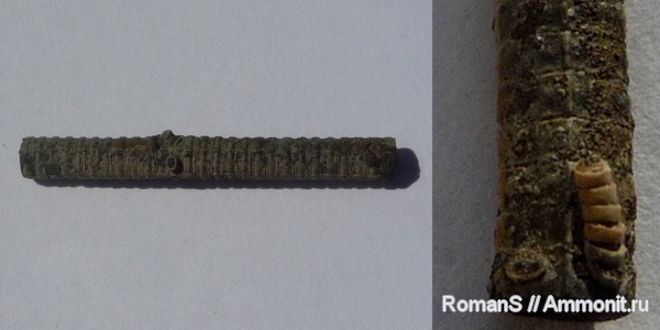 морские лилии, юра, криноидеи, Pentacrinus, Дубки, Саратовская область, цирри, Jurassic