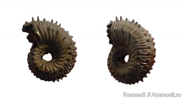 аммониты, юра, Kosmoceras, Дубки, Kosmoceratidae, Саратовская область, Ammonites, шипы, Jurassic