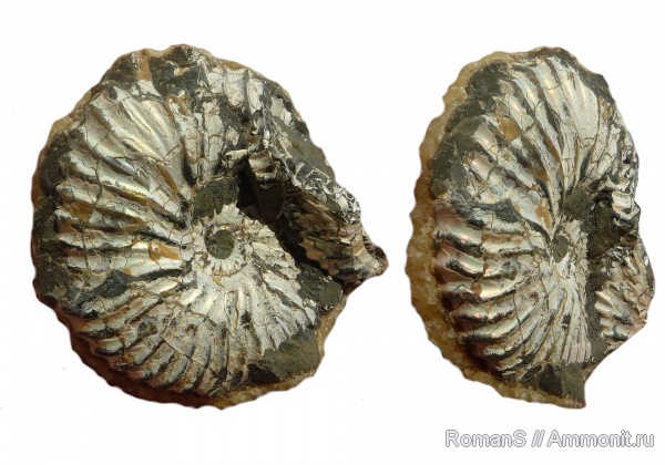 аммониты, Deshayesites, апт, Deshayesites deshayesi, Ammonites, Deshayesitidae, Aptian