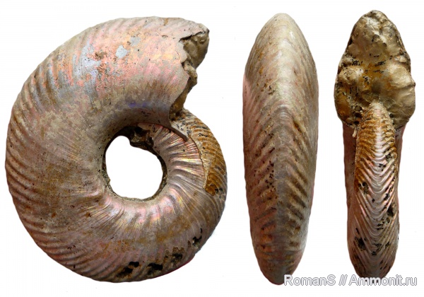 аммониты, юра, макроконхи, Quenstedtoceras, Quenstedtoceras lamberti, Дубки, Саратовская область, Cardioceratidae, Ammonites, Macroconchs, Jurassic