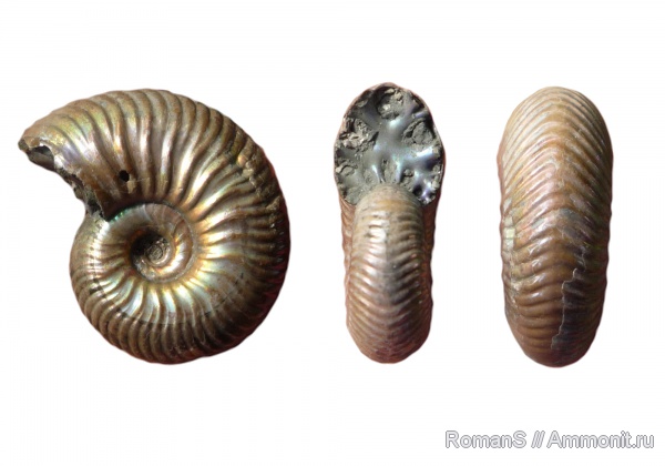 аммониты, юра, Дубки, Vertumniceras, Саратовская область, Vertumniceras angulatum, Ammonites, Jurassic