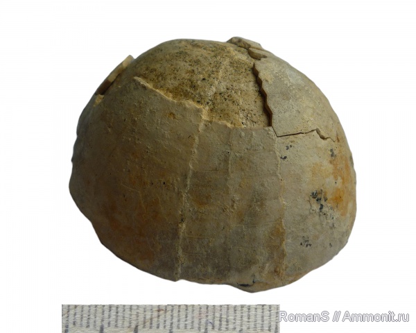 Саратовская область, Echinocorys, Echinocorys vulgaris