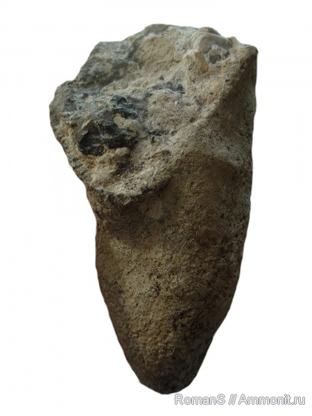 губки, Саратовская область, Sestrocladia, Cretaceous