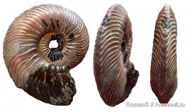 аммониты, юра, Quenstedtoceras, Дубки, Саратовская область, Cardioceratidae, Ammonites, Jurassic