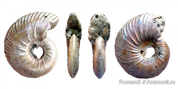 аммониты, юра, Quenstedtoceras, Quenstedtoceras lamberti, Дубки, Саратовская область, Ammonites, Quenstedtoceras henrici, Jurassic