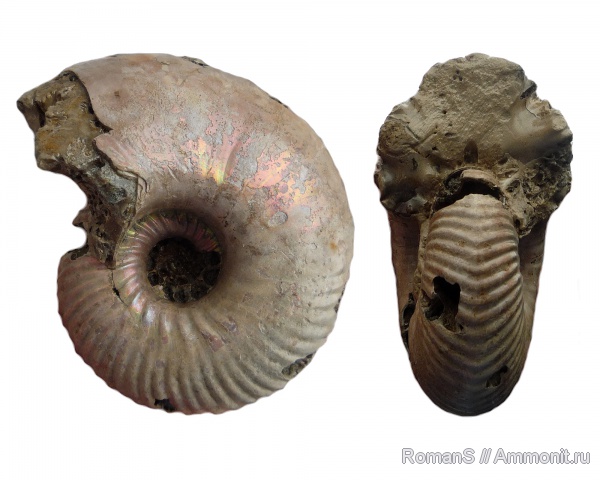 аммониты, юра, макроконхи, Дубки, Eboraciceras, Саратовская область, Ammonites, Macroconchs, Jurassic
