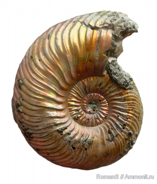 аммониты, юра, келловей, Quenstedtoceras, Quenstedtoceras lamberti, Дубки, Саратовская область, Ammonites, Callovian, Jurassic, Middle Jurassic