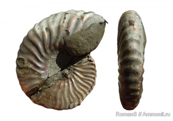 аммониты, Deshayesites, апт, устье, Ammonites, Deshayesitidae, Aptian