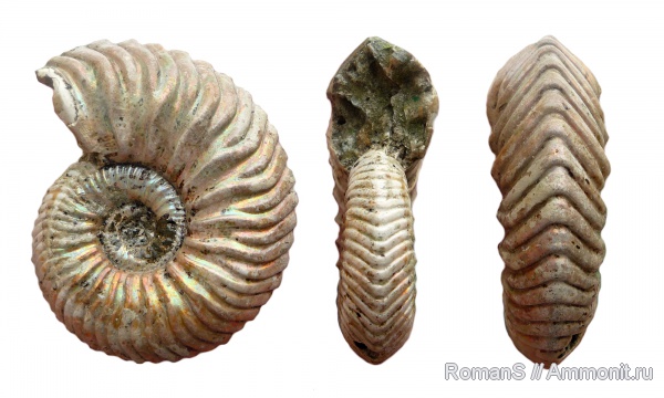 аммониты, юра, Дубки, Vertumniceras, Саратовская область, Vertumniceras angulatum, Ammonites, Jurassic
