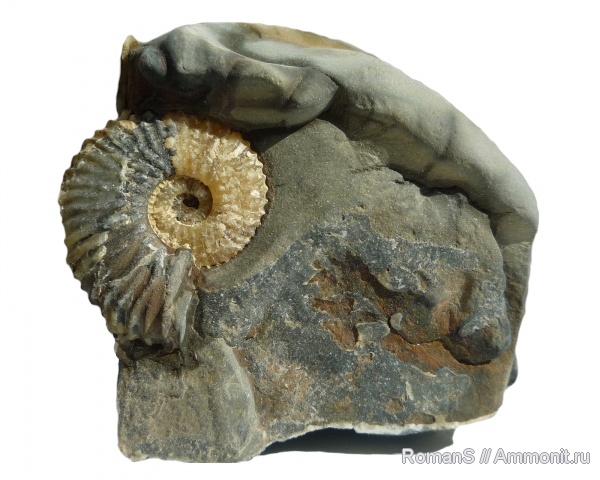 аммониты, Deshayesites, апт, Deshayesites deshayesi, Саратовская область, Ammonites, Deshayesitidae, Aptian