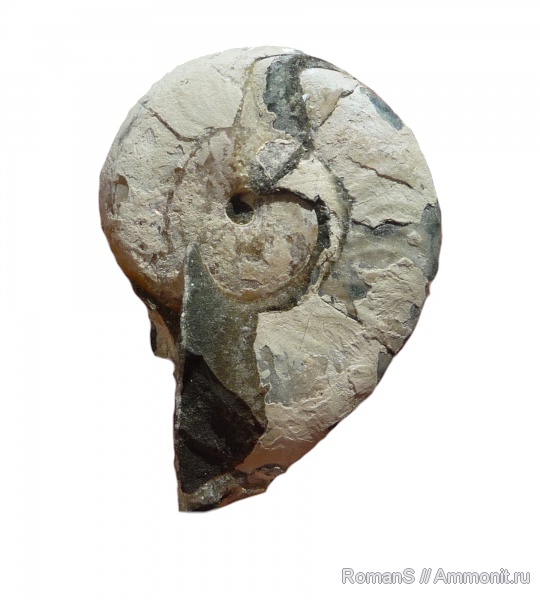 аммониты, апт, Aconeceras, Aconeceras trautscholdi, Саратовская область, Ammonites, Aconeceratidae, Aptian