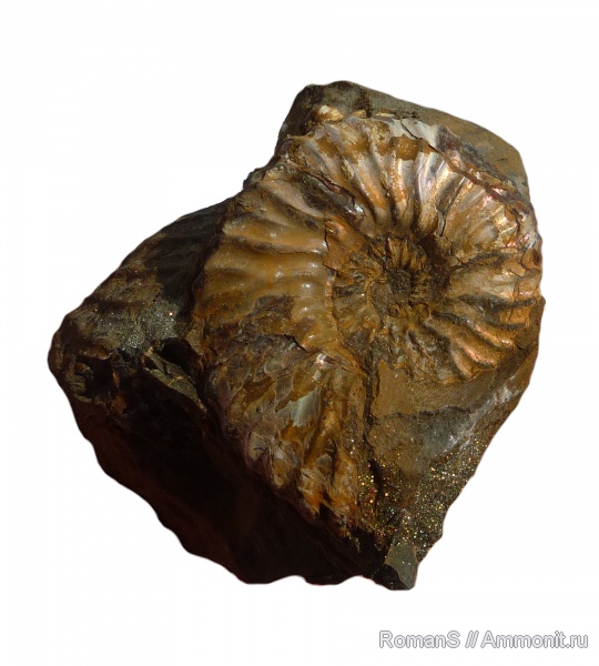 аммониты, Deshayesites, апт, Саратовская область, Ammonites, Deshayesitidae, Aptian