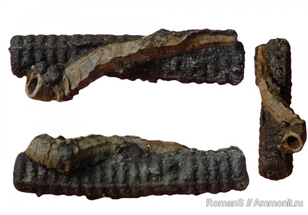 юра, серпулы, Serpula, Pentacrinus, Дубки, Serpulidae, Саратовская область, Propomatoceros, Propomatoceros lumbricalis, Jurassic