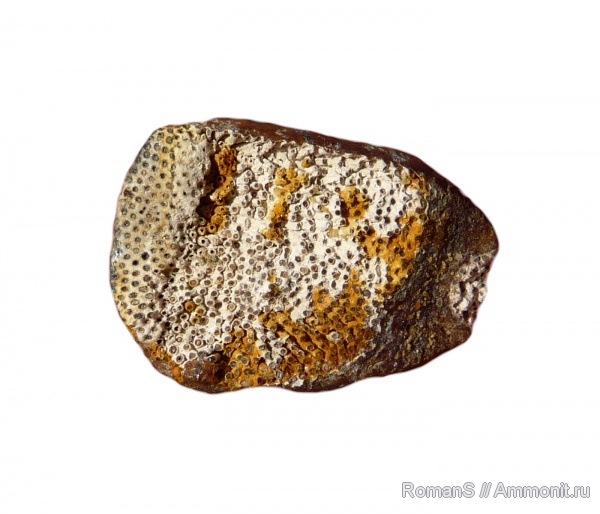 химеры, Саратовская область, Chimaeriformes, Edaphodon