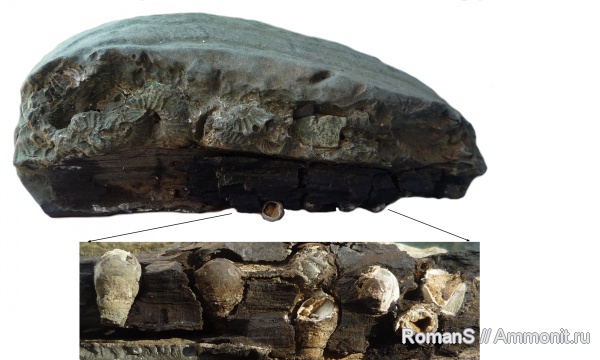 аммониты, окаменевшее дерево, Deshayesites, апт, древоточцы, Саратовская область, Ammonites, Turnus, Turnus inclusus, Teredolites, Aptian