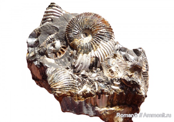 аммониты, Pseudocadoceras, Саратовская область, Cadoceratinae, Cardioceratidae, Ammonites