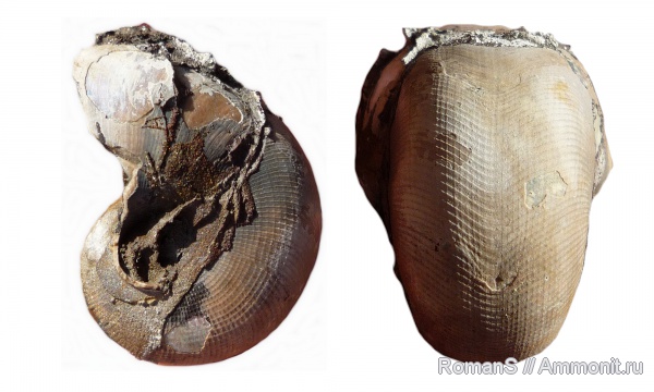 юра, наутилусы, келловей, Cenoceras, Дубки, Саратовская область, Cenoceras wolgensis, Nautilida, Nautilidae, Callovian, Jurassic, Middle Jurassic