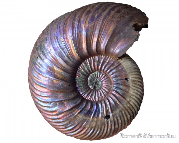 аммониты, юра, Quenstedtoceras, Quenstedtoceras lamberti, Дубки, прижизненные повреждения, Саратовская область, Cardioceratidae, Ammonites, Jurassic