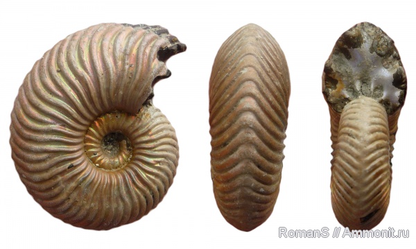 аммониты, юра, Дубки, Vertumniceras, Саратовская область, Vertumniceras angulatum, Cardioceratidae, Ammonites, Jurassic