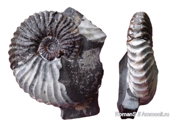 аммониты, Deshayesites, апт, Саратовская область, Ammonites, лопастные линии, Deshayesitidae, Aptian