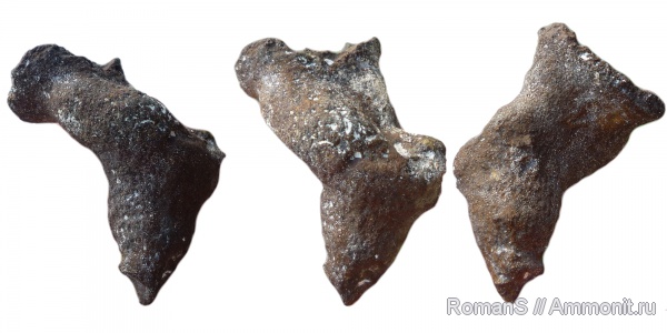 мел, губки, Саратовская область, Craticularia, Cretaceous