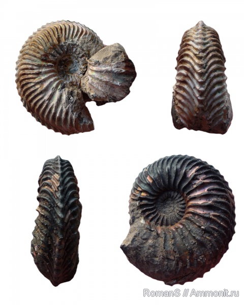 аммониты, юра, Cardioceras, Cardioceratidae, Ammonites, Jurassic
