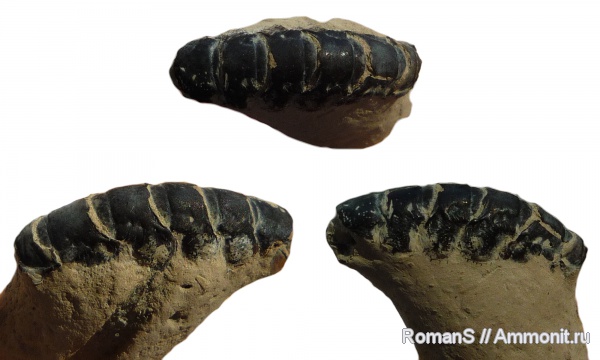 юра, раки, Дубки, Саратовская область, Jurassic