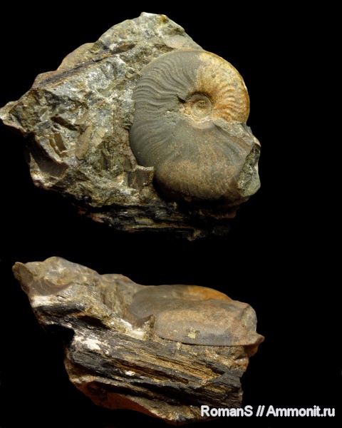 аммониты, Ammonites, Leioceras, Graphoceratidae, аален, Aalenian