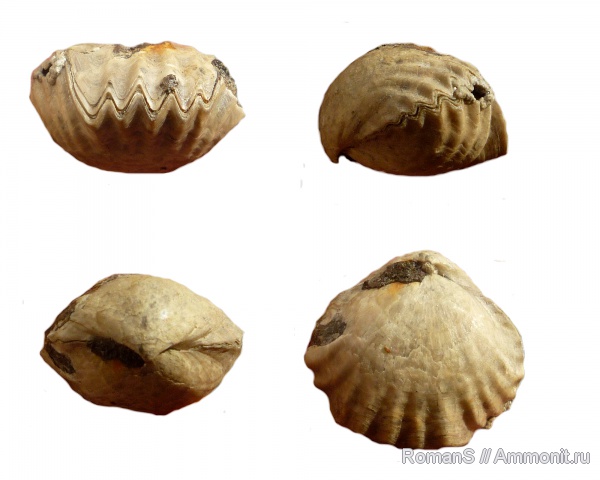 брахиоподы, юра, Дубки, Саратовская область, Rhynchonellida, Jurassic