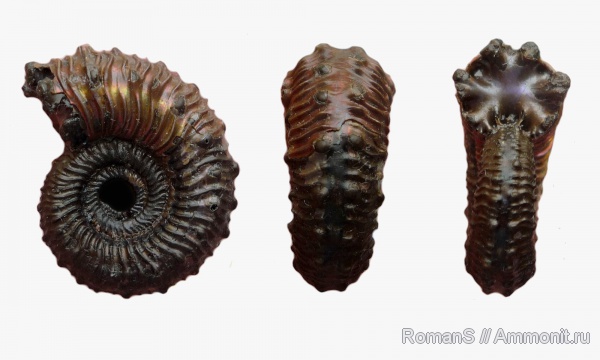 аммониты, юра, Kosmoceras, Дубки, Kosmoceratidae, Саратовская область, Ammonites, Jurassic