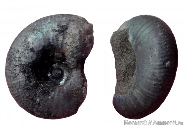 аммониты, юра, Еганово, Craspedites, Ammonites, Craspedites fragilis, Jurassic