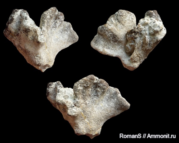 мел, губки, Саратовская область, Demospongia, Pachycothon, Cretaceous
