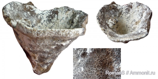 мел, губки, Саратовская область, Sporadoscinia, Sporadoscinia venosa, Cretaceous